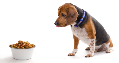 Dog Cancer Diet Food