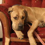 spay-neuter-and-dog-cancer-part-three-2