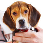 dog-cancer-primary-lung-tumors-part-one-2