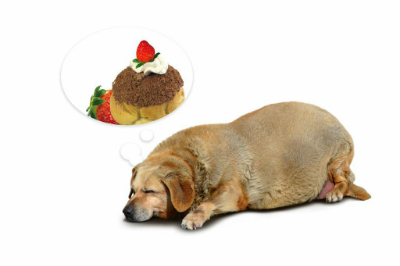 how to get my puppy to eat how to help your with cancer when he won t eat cancer how to get my puppy to eat how to help your with cancer when he won t eat cancer