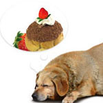 how-to-help-when-dog-with-cancer-wont-eat-2