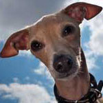 dog-cancer-summer-danger-2