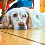 dog-cancer-prednisone-150