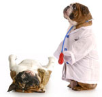 five-common-dog-cancer-surgery-mistakes-2