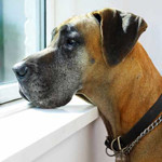 dog-too-old-for-cancer-150