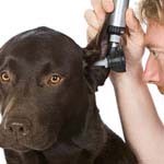 should-my-regular-vet-150
