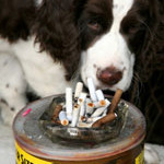 third-hand-smoke-dog-cancer