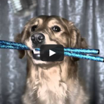 dogs sing for pet cancer awareness