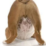 dog-testicle-cancer-150