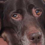 signs-of-cancer-in-dogs-150