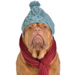 winter-dog-cancer-150
