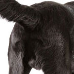 anal-tumor-dog150