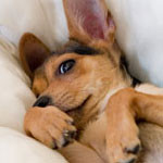 complementary-therapies-dog