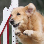 osteosarcoma-dog-150