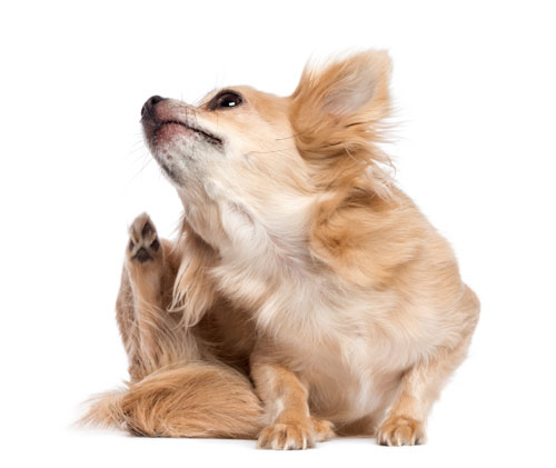 Canine mast cell tumor holistic