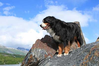supplements for dogs with cancer dog cancer blog