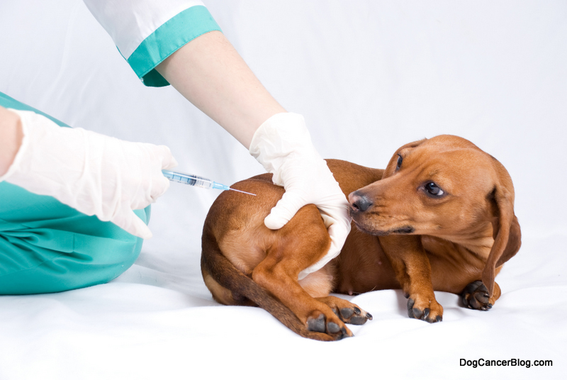 dog cancer immunity