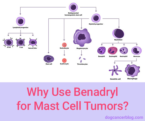 can benadryl help control a mast cell tumor in dogs