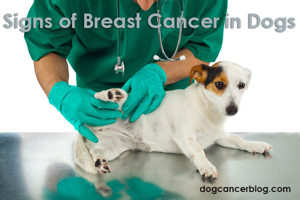 is mammary cancer in dogs painful