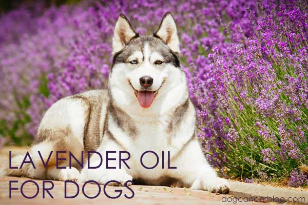 lavender oil for dog wounds