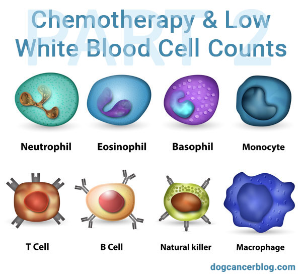Low White Blood Cell Count Prostate Cancer Cancerwalls