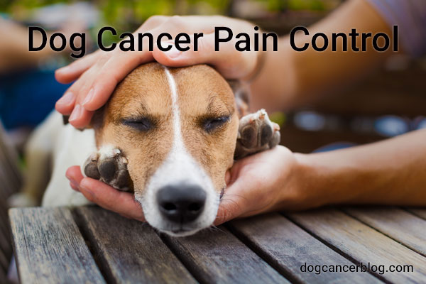 Gabapentin and tramadol for dogs with cancer symptoms