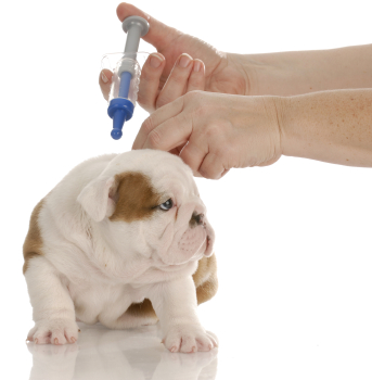 Vaccinations & Dog Cancer
