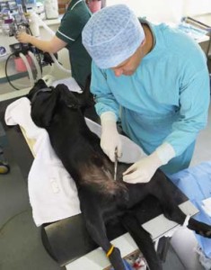 Dog cancer & Spay/neuter