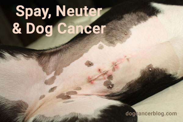 what happens when dogs are neutered