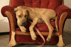 Dog Cancer & Spay/neuter