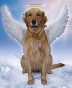 This is an image we created of Sienna years ago to promote a business we have making angel photos of people's pets. We're so glad to have this image now. 