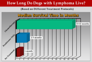 A graph illustrating the median survival times of dogs with lymphoma on chemotherapy, prednisone only, or no treatment, as just listed in the above paragraph.