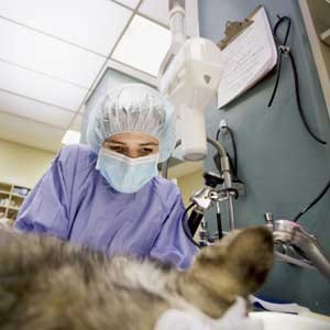 Dog Cancer Mistake - Paying for Tests You Don't Need