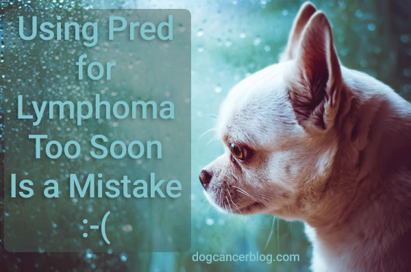Prednisone for Dogs: When to Start with Lymphoma