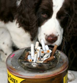 dogs and tobacco The dangers of for your dog: Did you know that cigarette smoke affects your dog's health? Pets & Smoking: The Deadly