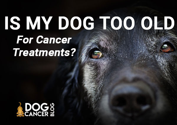 dog too old for cancer treatments