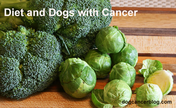 Diet And Dogs With Cancer Did My Dog S Food Cause Their Cancer