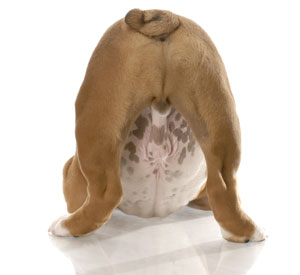 how-to-check-dog-testicles-