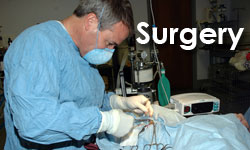 DogCancer.TV: Dog Cancer Surgery When is Surgery a Good Option