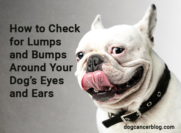 Humps, Bumps and Lumps (I Love Animals! Book 3)
