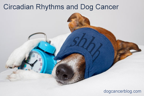 Chronotherapy Dog Cancer