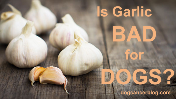 are garlic tablets good for dogs