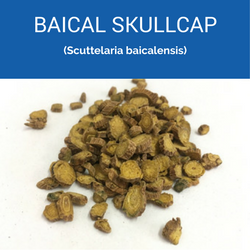baical-skullcap_250x250