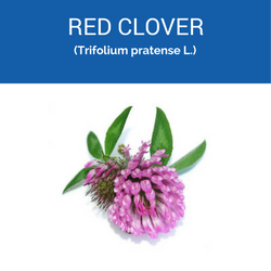 red-clover-250x250