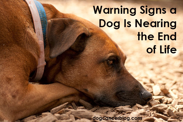 My dog died and i don t want to live Is My Dog Dying Here Are Some Warning Signs And Symptoms Dog Cancer Blog