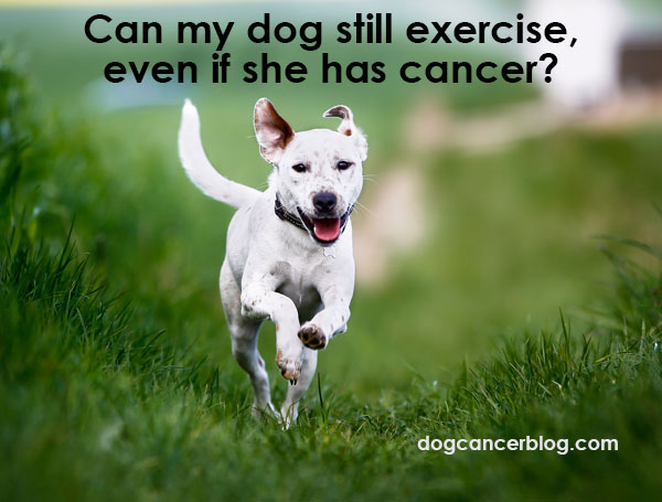 my dog has cancer my dog has cancer