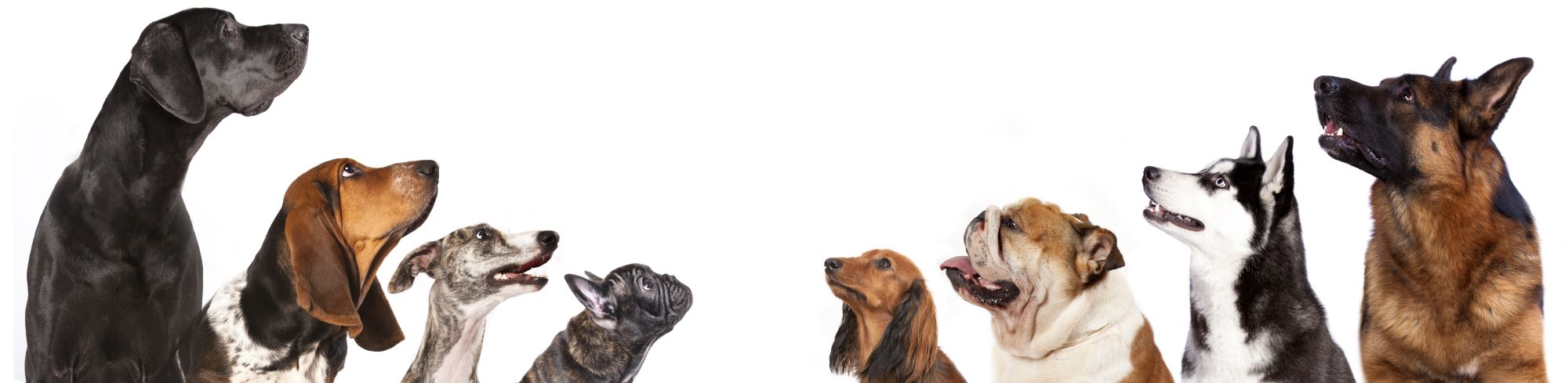 Eight Dogs Looking Up