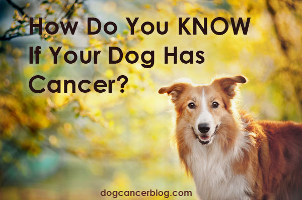 How Do You Know If Your Dog Has Cancer For Sure Read The Chapter On Diagnosing And Staging Cancer In The Dog Cancer Survival Guide