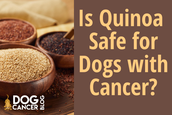 quinoa safe for dogs