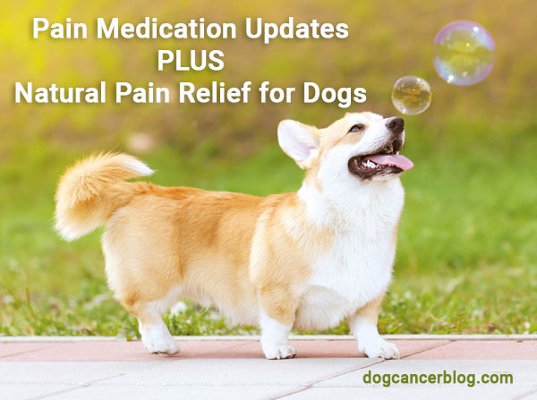 Pain medication updates and natural pain relief for dogs. Small dog walking outside.